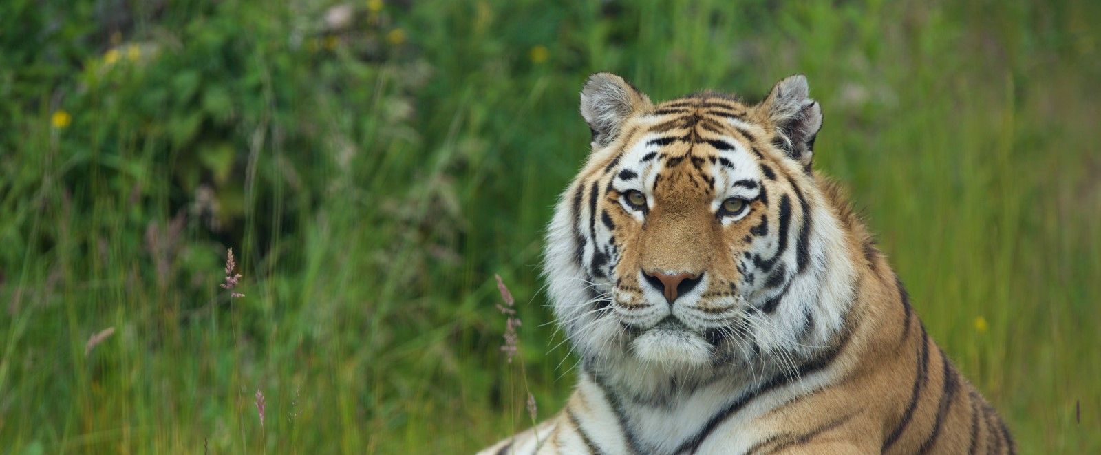 Emerald Park Zoo Amur Tiger